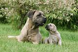 CANE CORSO 1107